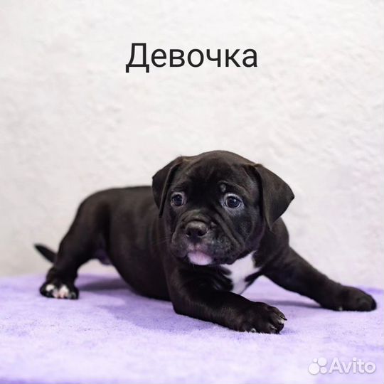 Американский булли покет щенок
