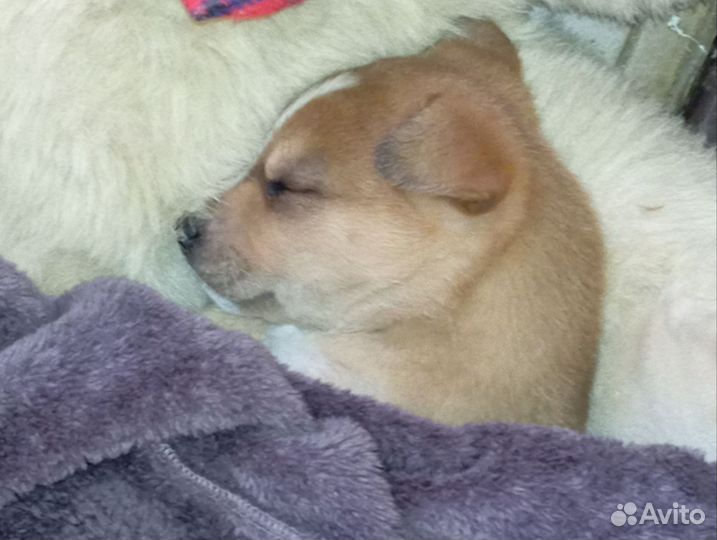 Нужен домик и хорошие руки щенку