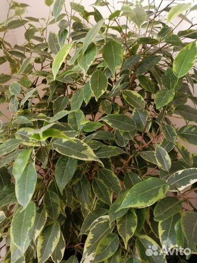 Фикус бенджамина пестролистный