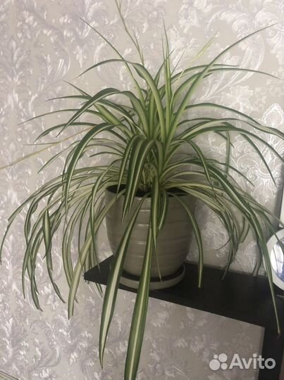 Хлорофитум