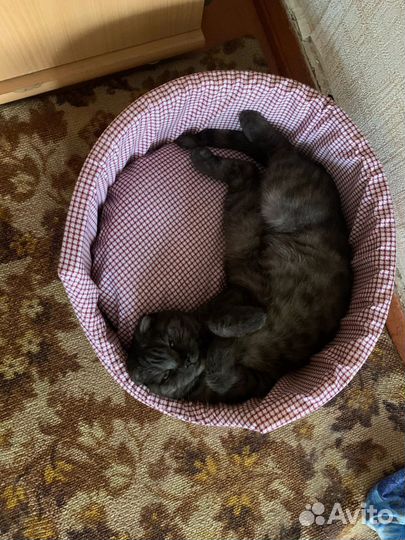 Кошка на вязку