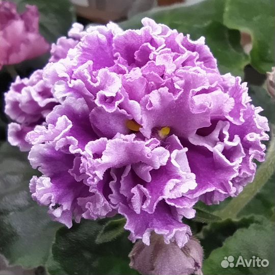 Сортовые фиалки