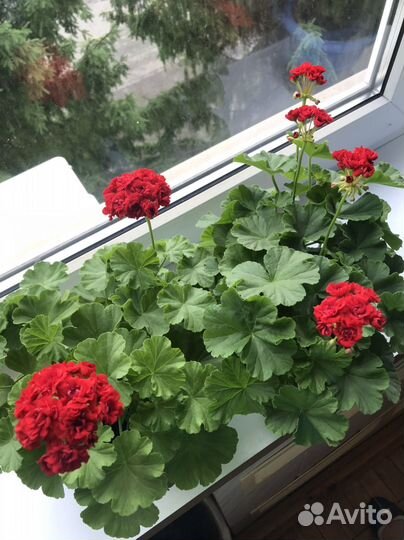 Герань, пеларгония -срез
