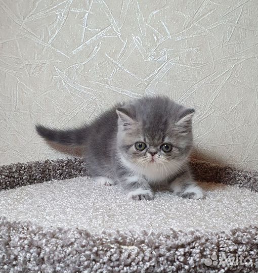 Экзотическая Принцесса в резерве