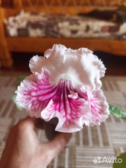 Стрептокарпус