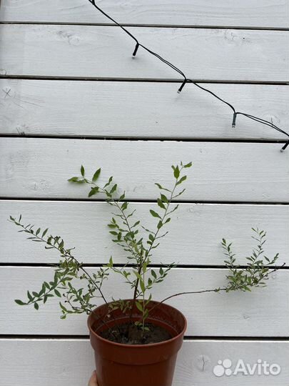 Гортензия белая древовидная