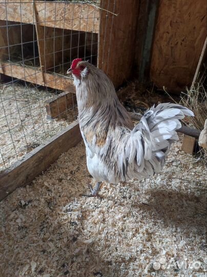 Петух амераукана