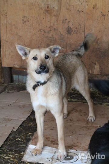 Собака Лара