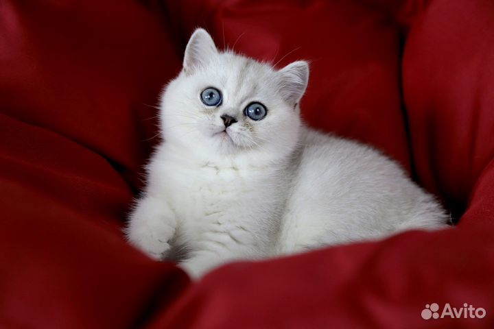Британская шиншила