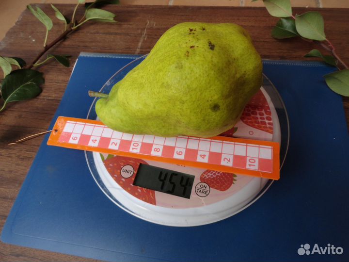 Саженцы и черенки яблонь, груш, алычи, слив