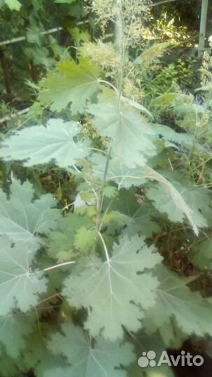 Макалея, Книфофия,Физостегия