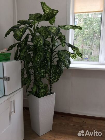 Продам цветок диффенбахия