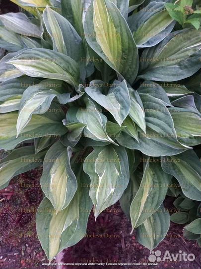 Многолетние растения для сада