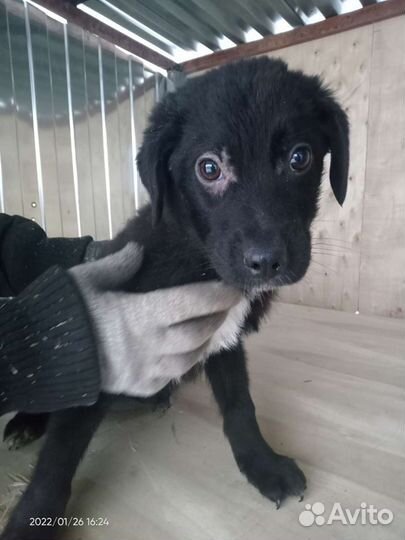 Щенок Малыш 3 месяца