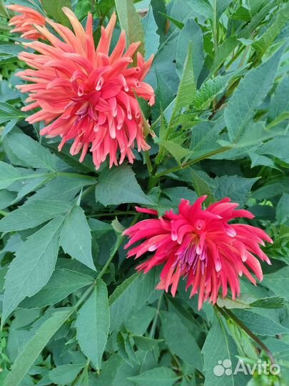 Георгины клубни