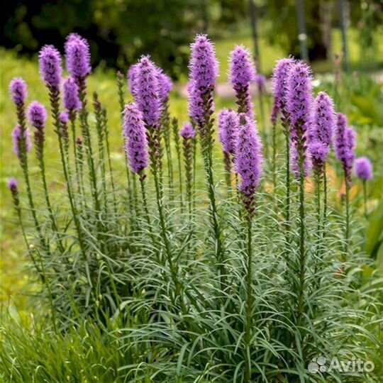 Многолетники Лиатрис