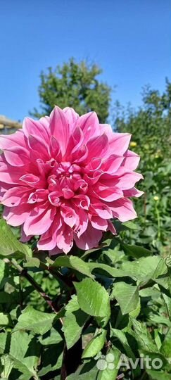 Георгины клубни