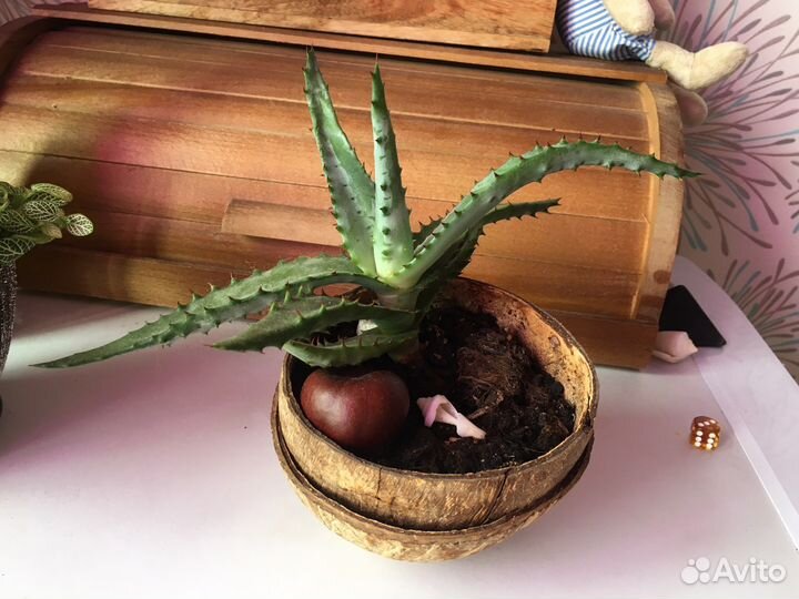 Алоэ столетник