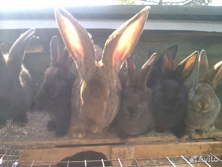Продаются крольчата породы Фландр, баран и др