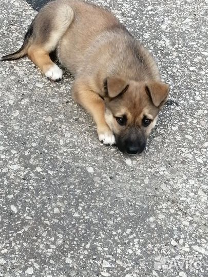 Щенки в добрые руки