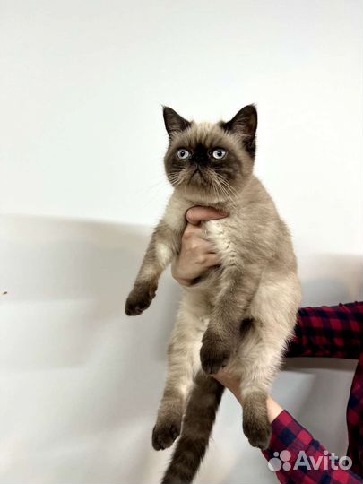 Экзотические котята