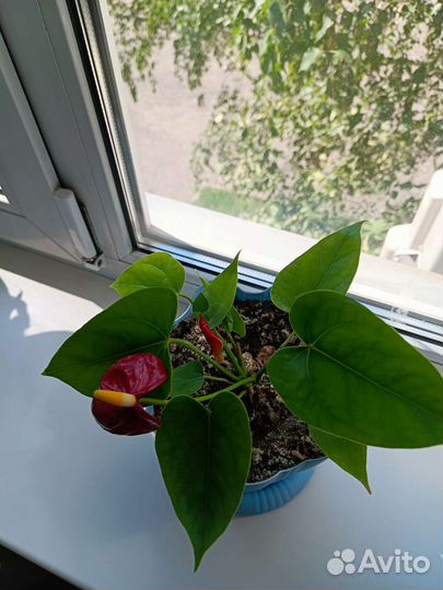 Продам цветы комнатные