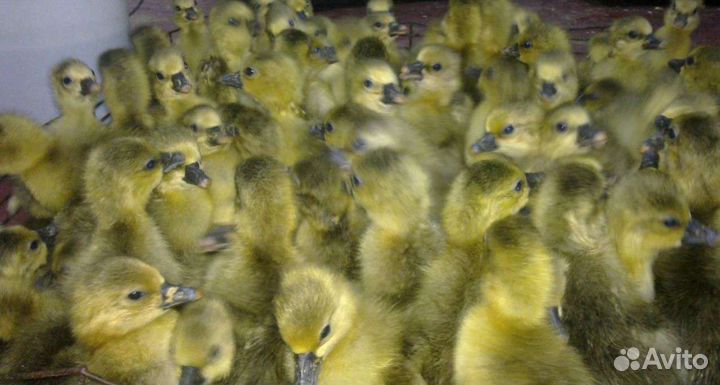 Утята, Гусята, Мулард, Цыплята
