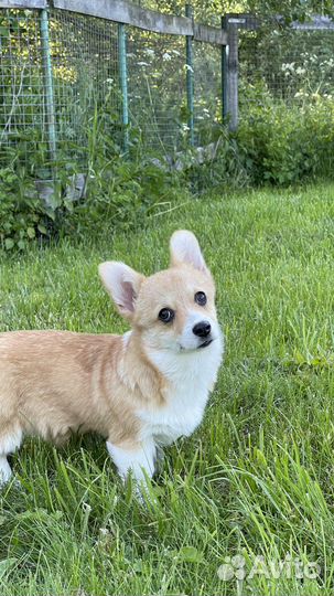 РКФ. Девочки Вельш корги пемброк