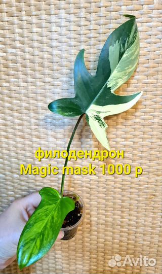Филодендрон Magic mask