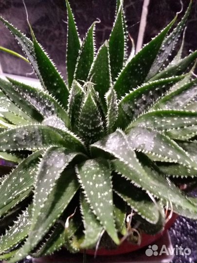 Хавортия полосатая