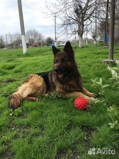 Немецкая овчарка, кобель на вязку