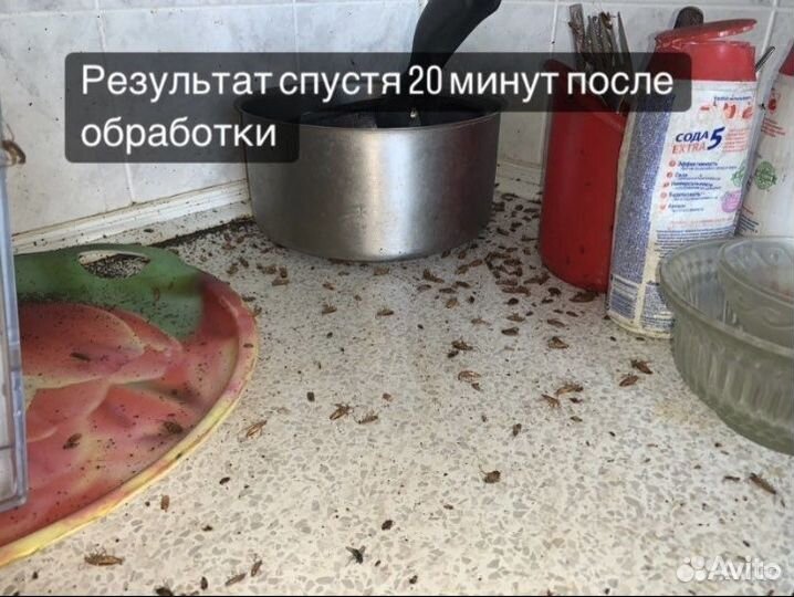 Дезинсекция