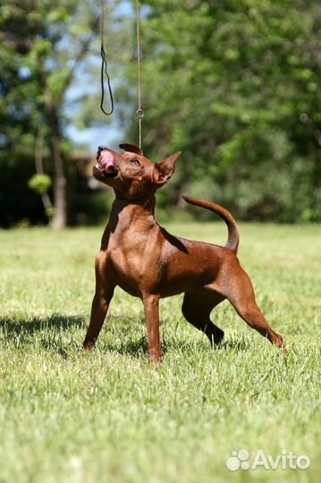 Карликовый пинчер