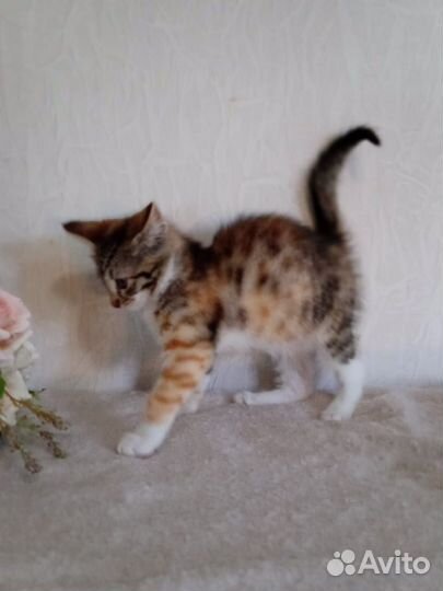 Девочка трехцветка в добрые руки