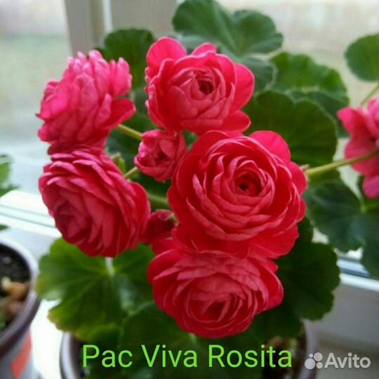 Пеларгония герань