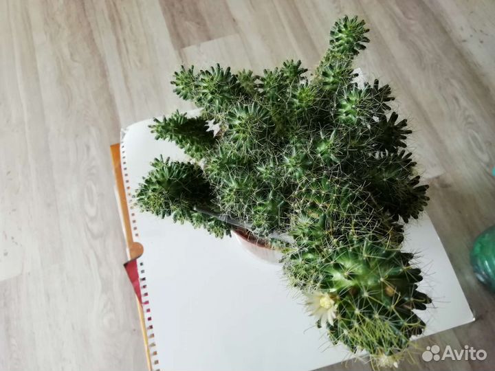 Кодиеум кротон, кактус цветущий