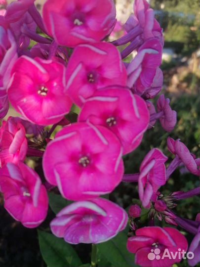 Флокс метельчатый