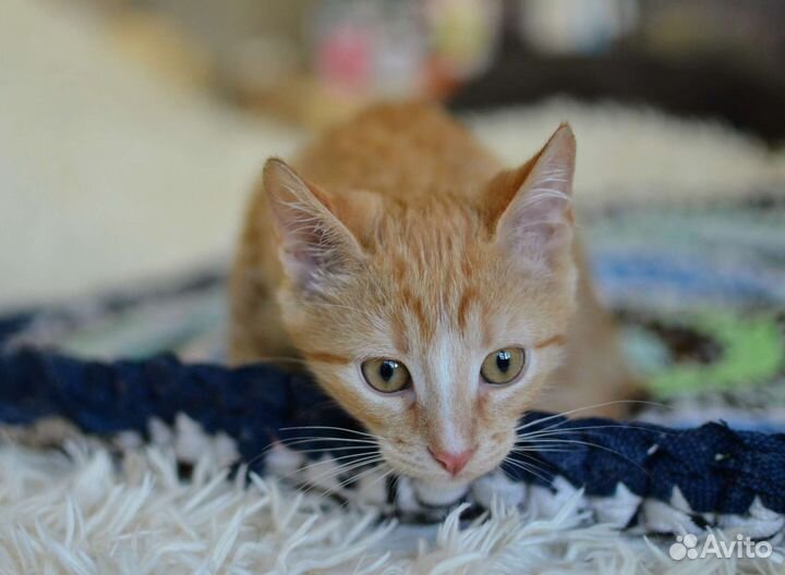 Рыжий котенок в добрые руки