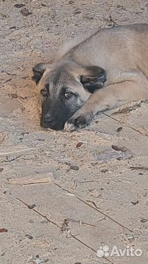 Турецкий кангал щенок