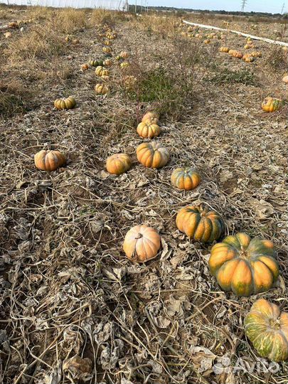 Продам тыкву