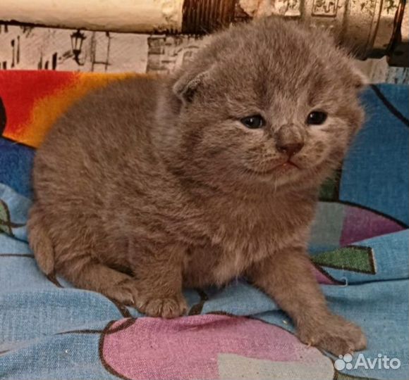 Шотландские котята