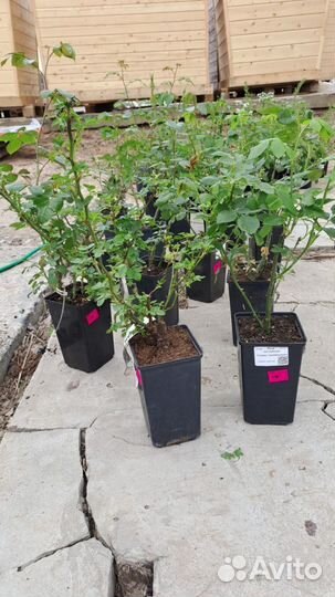 Плодово-ягодные кустарники