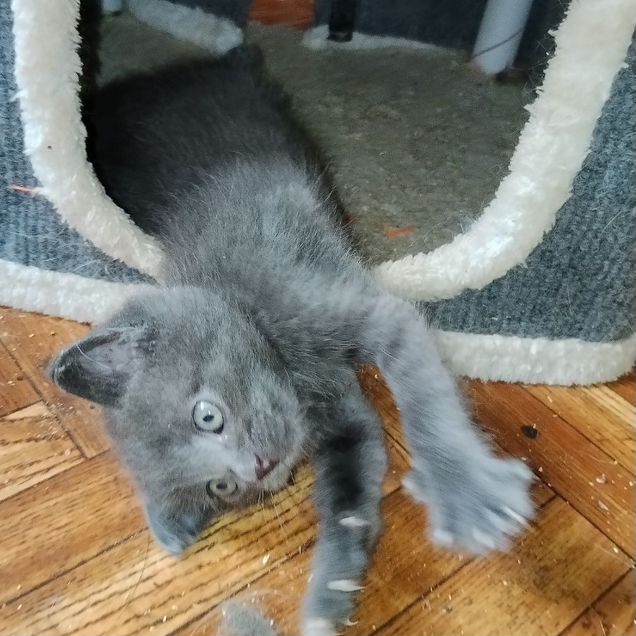 Котёнок в добрые руки