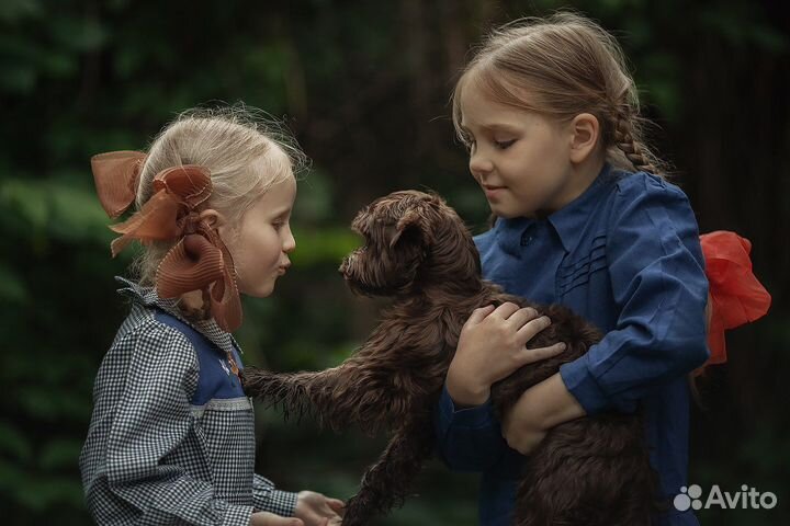 Передержка для животных не гостиница