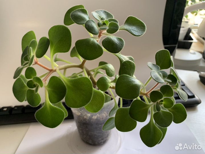 Аихризон дерево любви (счастья)