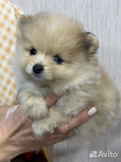 Померанский шпиц