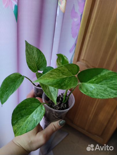 Сциндапсусы, эпипремнумы, Марбл Квинн, Мунлайт