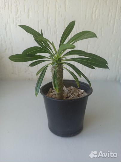 Суккуленты