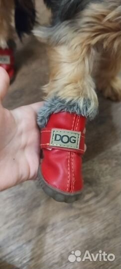 Обувь для маленьких собак
