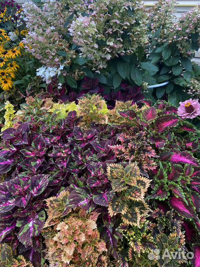 Срезы колеусов